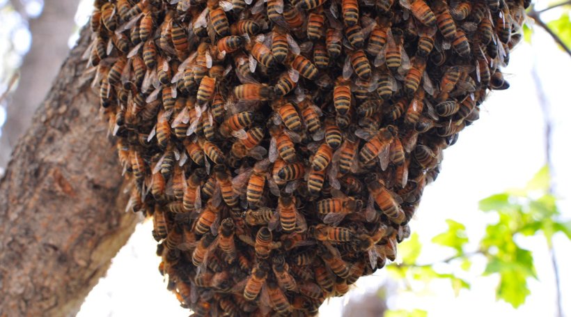 bees-for-hive-swarm_1400x.progressive